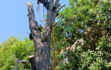 Tree trimming And removal